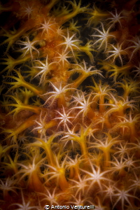 Soft coral close up_Jan 2024
(Canon100, 1/200,f16,iso100) by Antonio Venturelli 